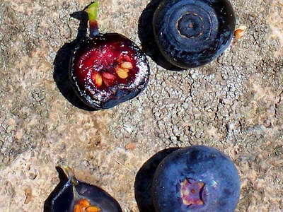Blueberry seeds photo