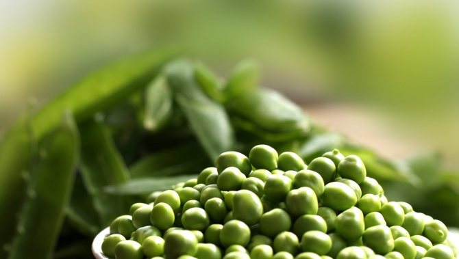 Pea seeds TOP 30 best varieties with descriptions and characteristics with photos