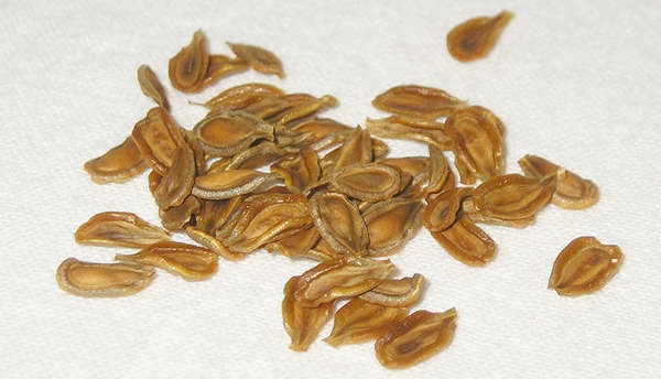 Guernia seeds rough photo