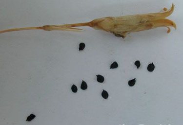 Shabo carnation seeds photo