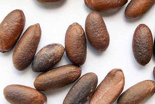 Persimmon seeds without external defects