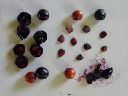 Seeds and fruits of duranta photo
