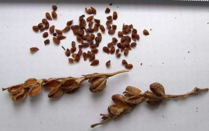 Semințe și păstăi de semințe de gladioli