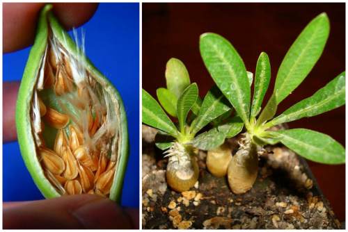 Seeds and seedlings of the pachypodium