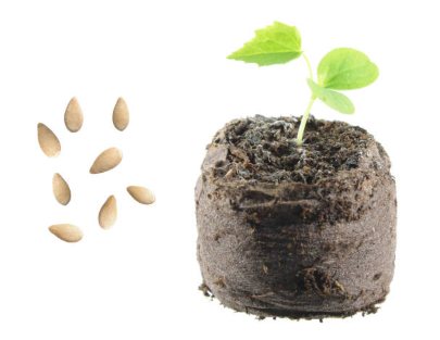 Semințe și răsaduri de melotrie