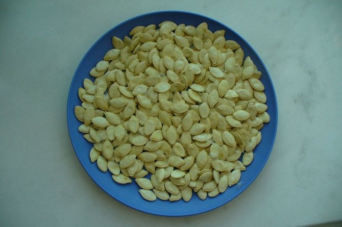 Zucchini seeds after disinfection