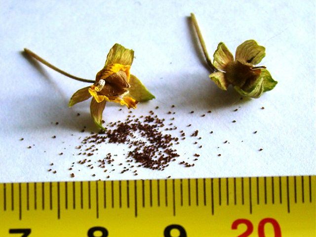 Calceolaria-Samen am Lineal