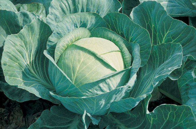 How to grow cabbage seeds yourself at home how to get