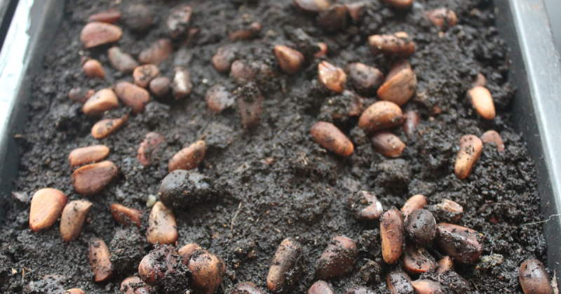 Кедрови семена в почвата