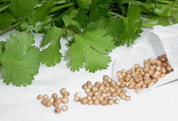Semințe de coriandru - coriandru