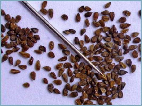 Clarkia seeds are graceful compared to the tip of a needle