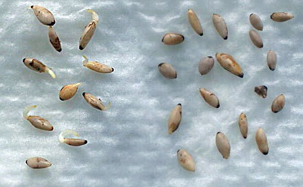 Semințe de Clematis Fori