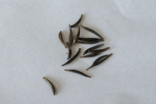 Cosme seeds are elongated and have a dark shade