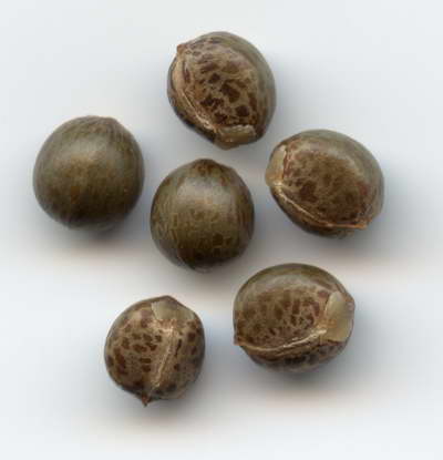 Croton seeds photo