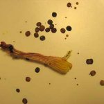 Семена от куфей снимка