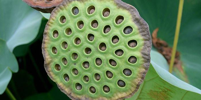 Lotus seeds in a box