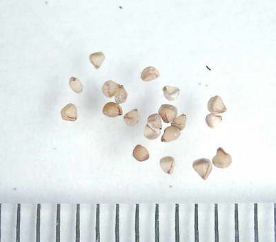Семки от mesembryanthemum снимка