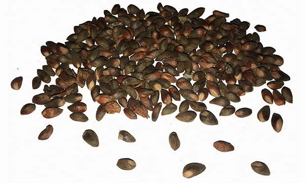 Fotografie jalovcových semen