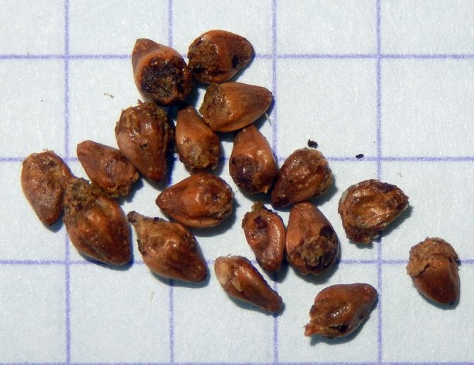 Semințe de ienupăr