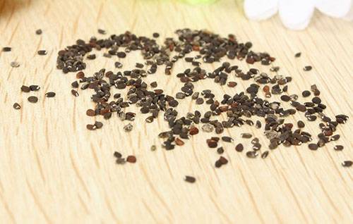 Mint seeds prepared for sowing