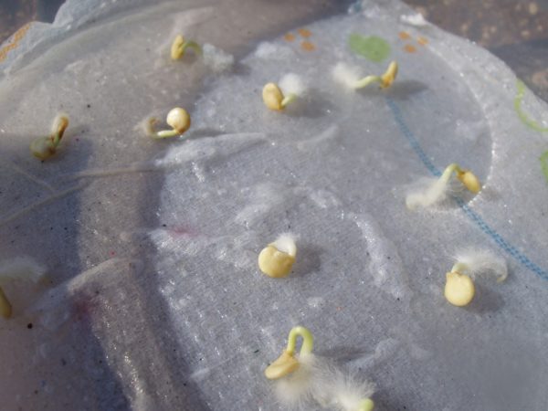 Semințe pe tifon umed