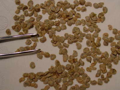 Prickly pear seeds photo