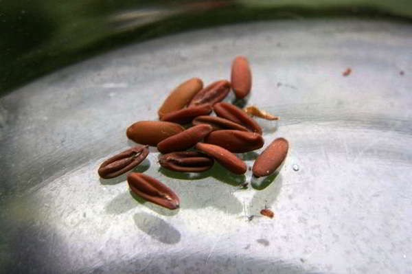 семена на пеларгония