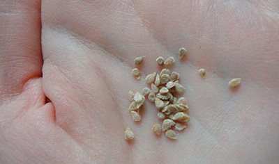 semințe-pinocchio-foto