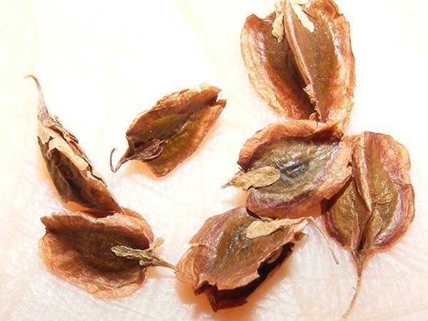 semințe de rubarbă