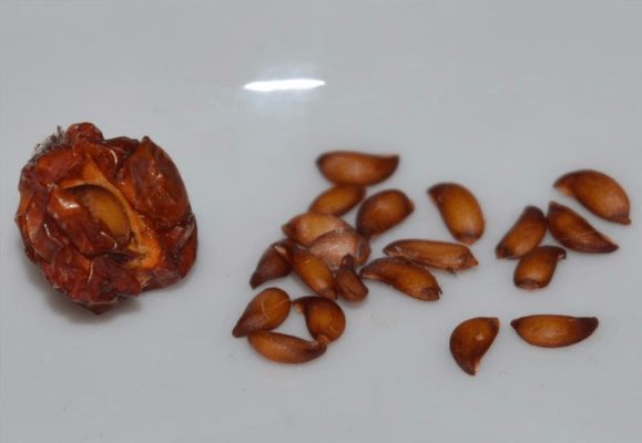 Semințe de sorban