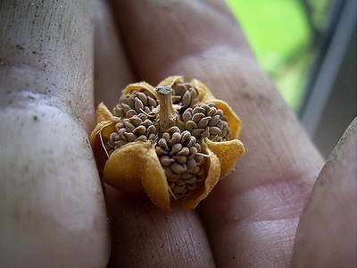 Снимка на семена от сарацения