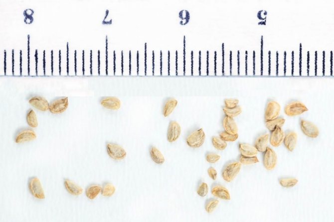 Sheffler seeds