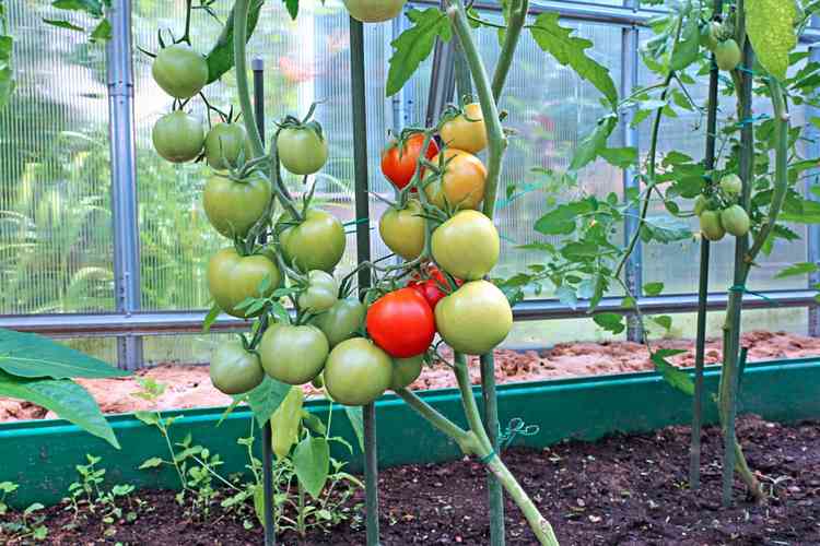 بذور الطماطم للبيوت البلاستيكية
