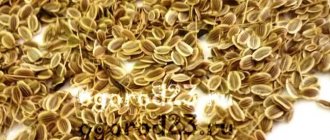 Копър семена, лечебни свойства и противопоказания