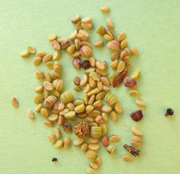 Semințe de Crowberry Shiksha Crowberry fotografie