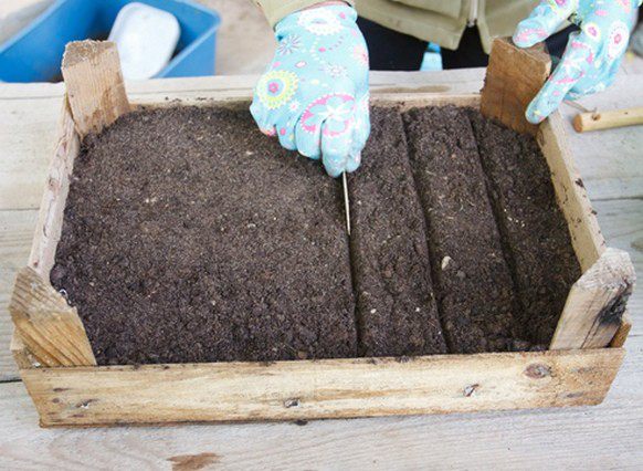 Die Samen werden in Kisten mit einer Torf-Sand-Mischung ausgesät