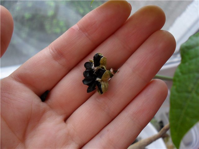 Semințe Zephyranthes