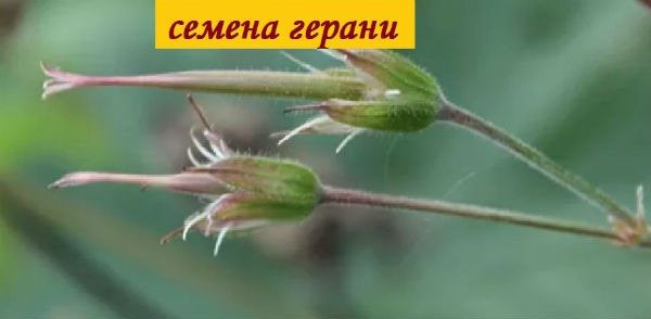 seed capsule geranium