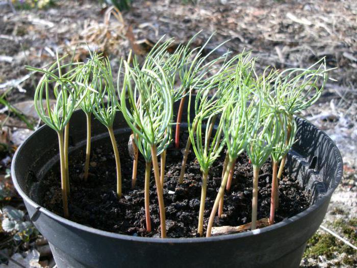 semințe de pin de cedru
