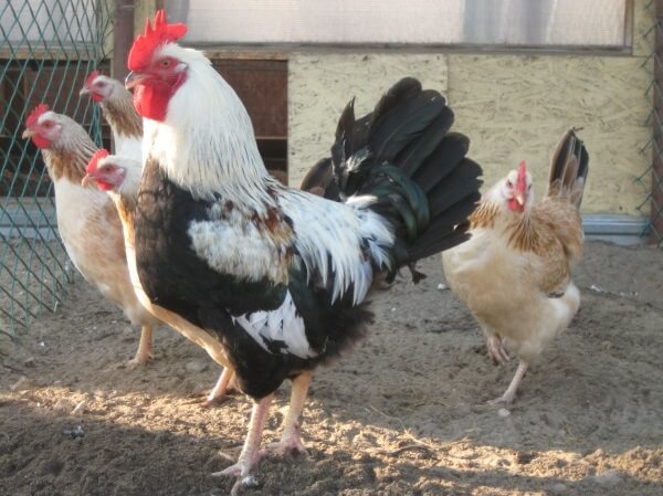 Familj av Zagorsk laxras av kycklingar.