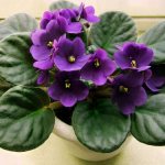 Saintpaulia, eller Uzambara violett - tips och tricks för hem och trädgård från