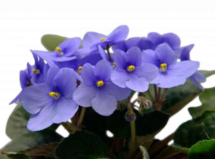 Saintpaulia, eller Uzambara violett - tips och tricks för hem och trädgård från