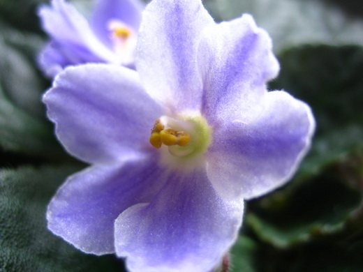 Saintpaulia or Usambara violet