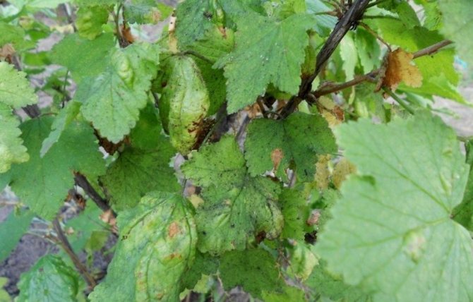 Gray rot on currant leaves