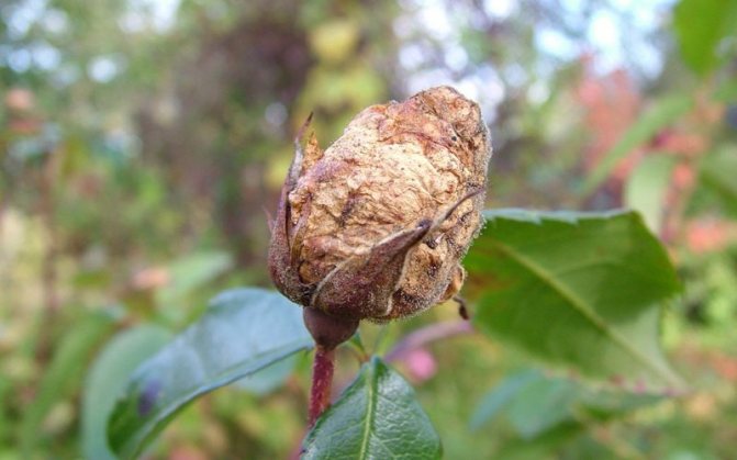 Gray rot on roses: how to deal with disease