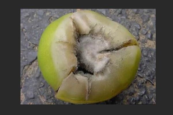 Gray rot on tomatoes: photo, description from a biological point of view