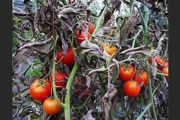 Graufäule auf Tomaten: kurz über Graufäule (Kagatny)
