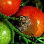 تعفن رمادي على الطماطم: باختصار عن الطماطم