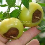 Gray rot of tomatoes: causes and how to treat