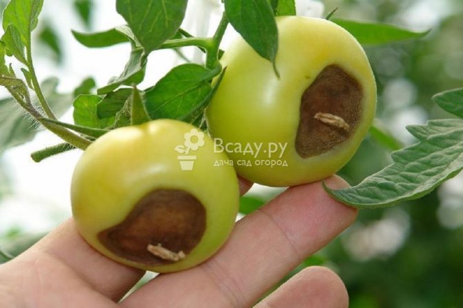 Tomato reput kelabu: sebab dan cara merawat